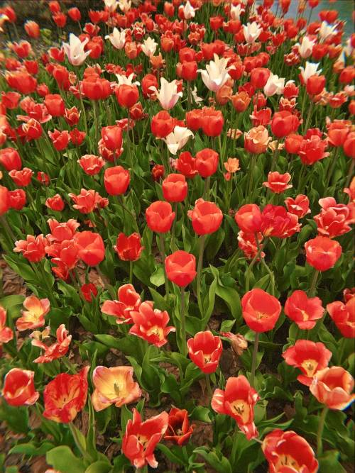 red tulip flowers