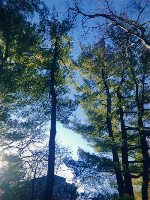 tall trees